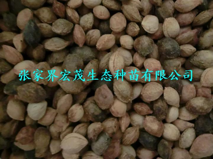 山杏种子 