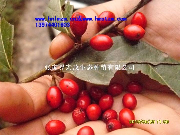 香叶树种子 