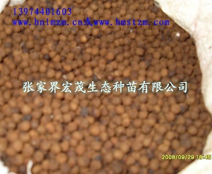 银鹊种子 
