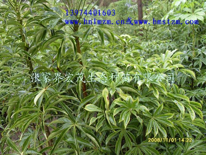短梗大参 