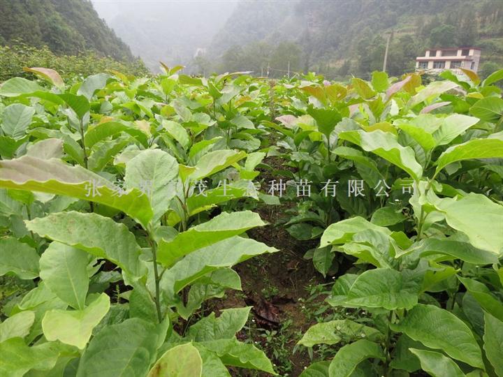 白玉兰苗木 