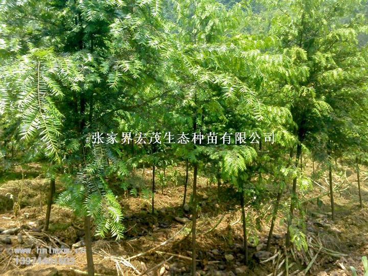 南方红豆杉苗木 