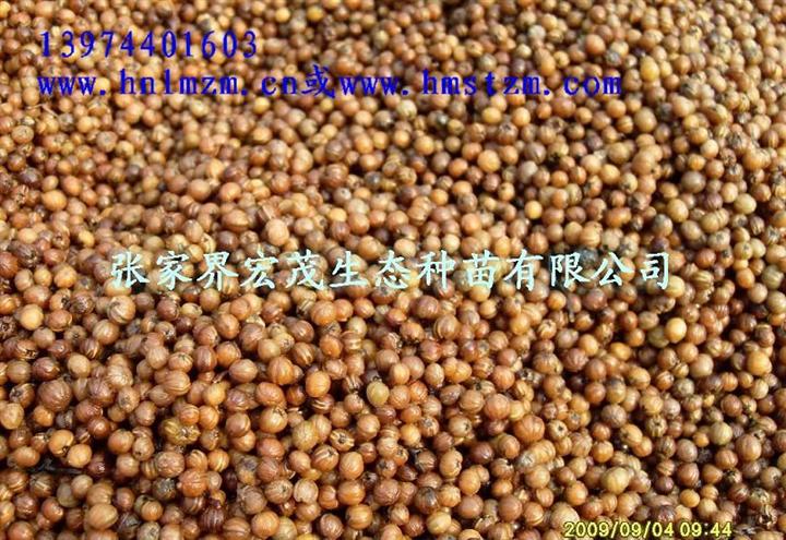 六角树种子，又称女儿木，灯台树 