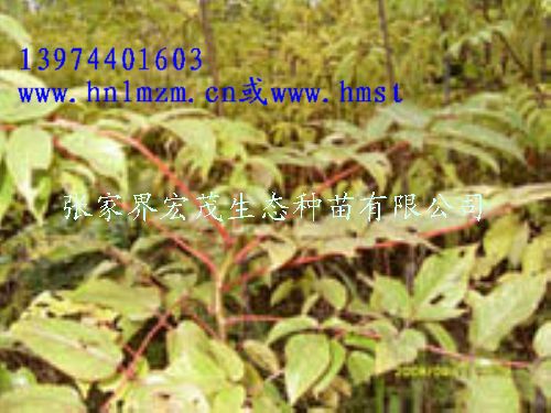 银鹊树苗 