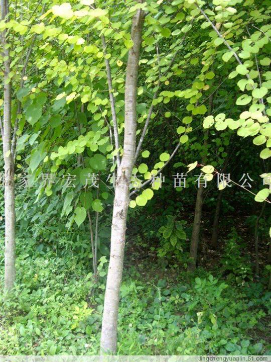 连香树苗木 