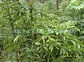 短梗大参实生苗 