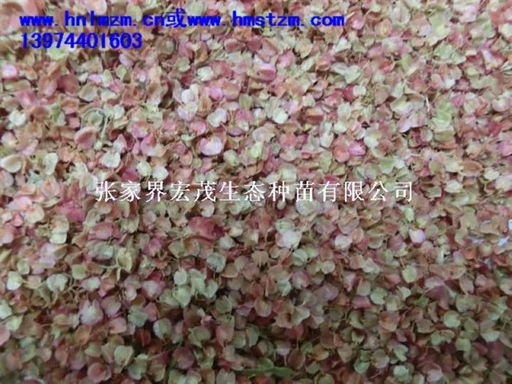 戟叶酸模种子 