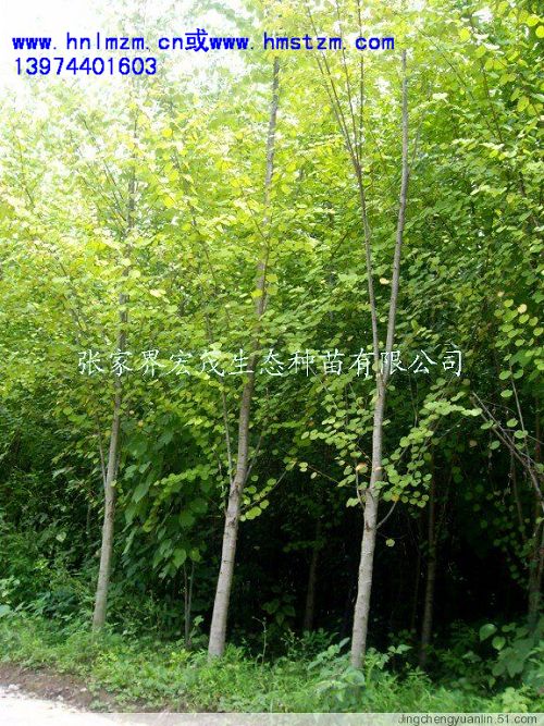 连香树苗 