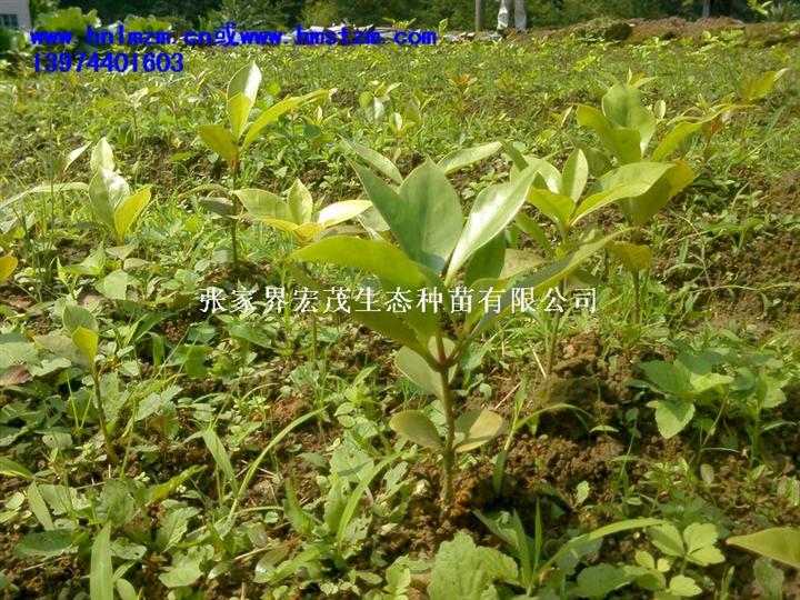 茴香小苗 