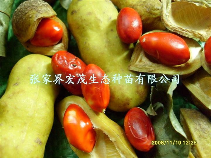 海南红豆种子 