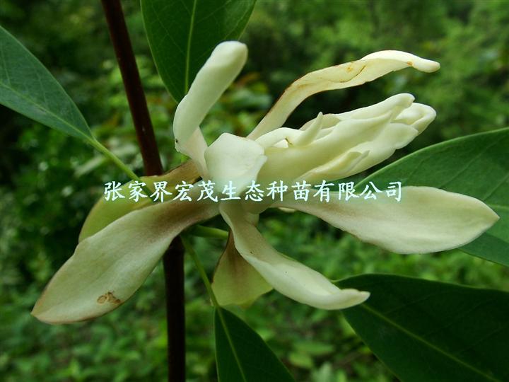 落叶木莲种子 