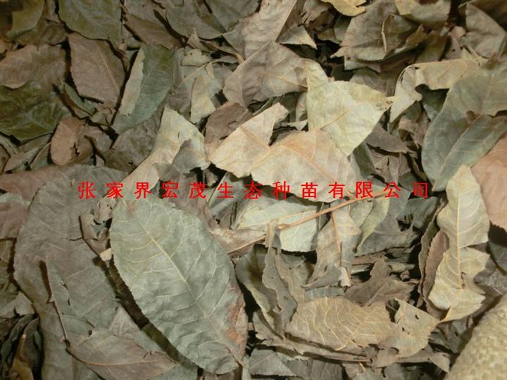 青钱柳原叶茶 