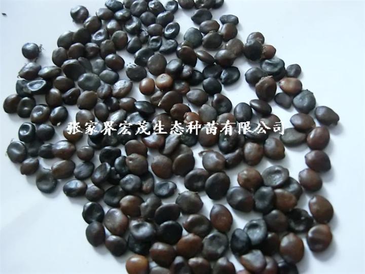 紫荆种子 