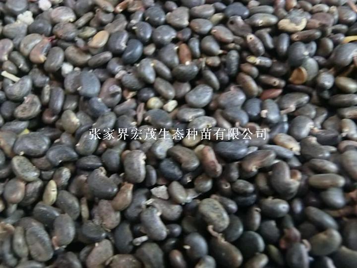 刺槐种子 （洋槐树种子） 
