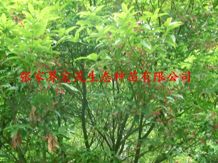 红翅槭苗 
