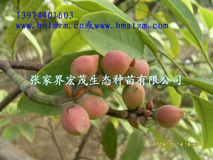 深山含笑种子 