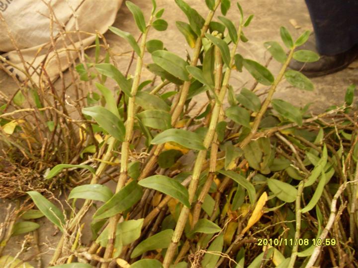 野生铁皮石斛（黄草） 