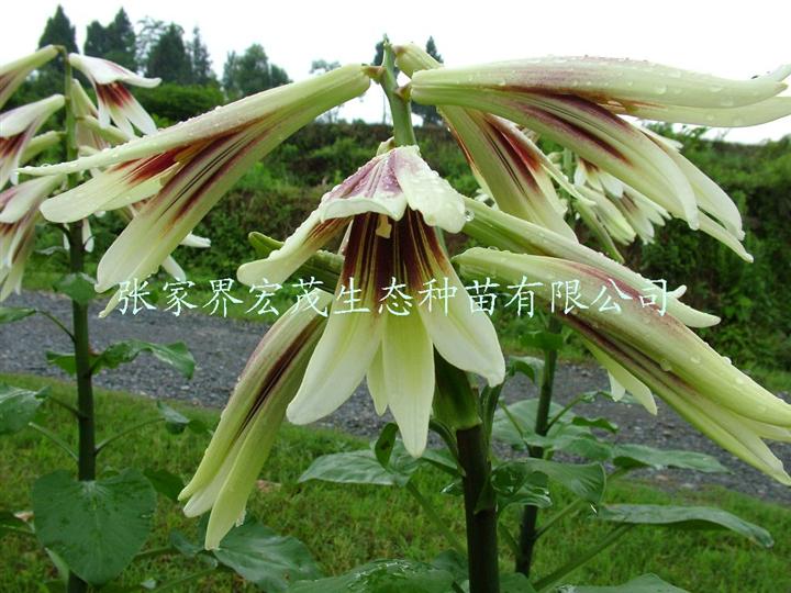 大百合苗木 