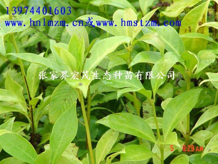 八角苗 