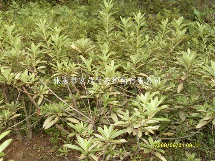 杜鹃苗木 