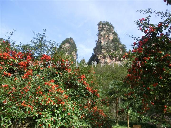 火棘球苗木 