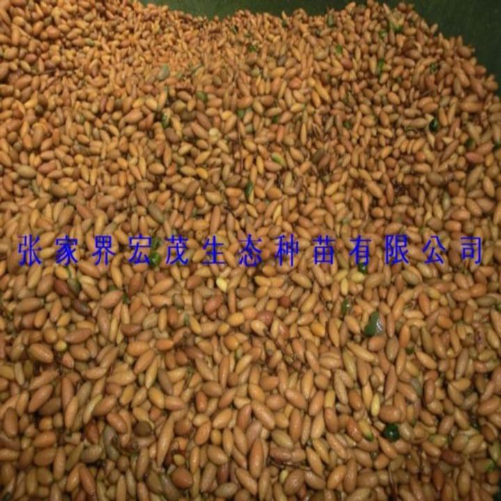 杜英种子 