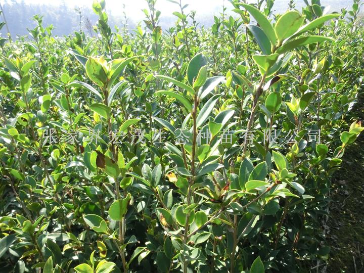 白花茶苗木 