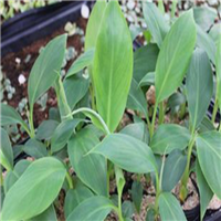 四川香蕉苗|四川香蕉|四川粉蕉苗培育 