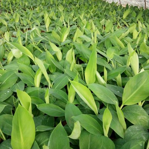 惠州香蕉苗出售|惠州粉蕉苗基地|惠州香蕉 