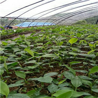 广东香蕉苗培育基地、惠州香蕉苗 