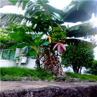 广东香蕉苗基地，广东香蕉苗，广东蕉苗 
