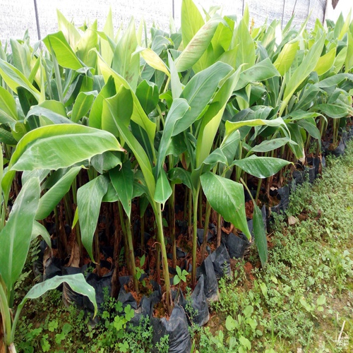 惠州香蕉苗批发、惠州香蕉苗基地 