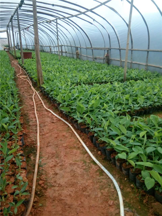南天王香蕉批发、广东香蕉苗基地 