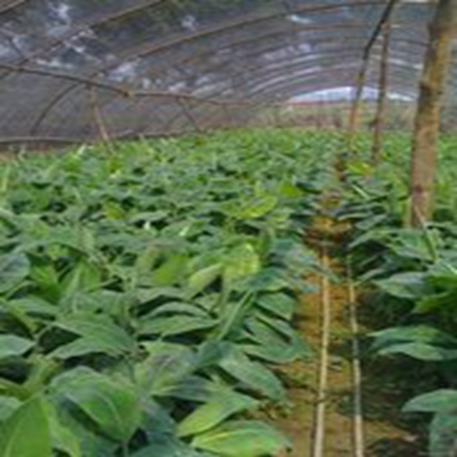 贵州香蕉|南天王蕉苗|贵州香蕉苗 