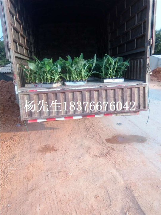 粉蕉苗|西贡蕉苗|广东西贡香蕉苗基地 