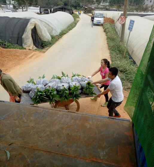 云南香蕉种苗、昆明香蕉种苗、供应香蕉种苗 