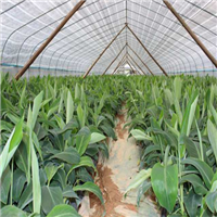 **供应威廉斯B6蕉苗！西贡蕉苗基地 