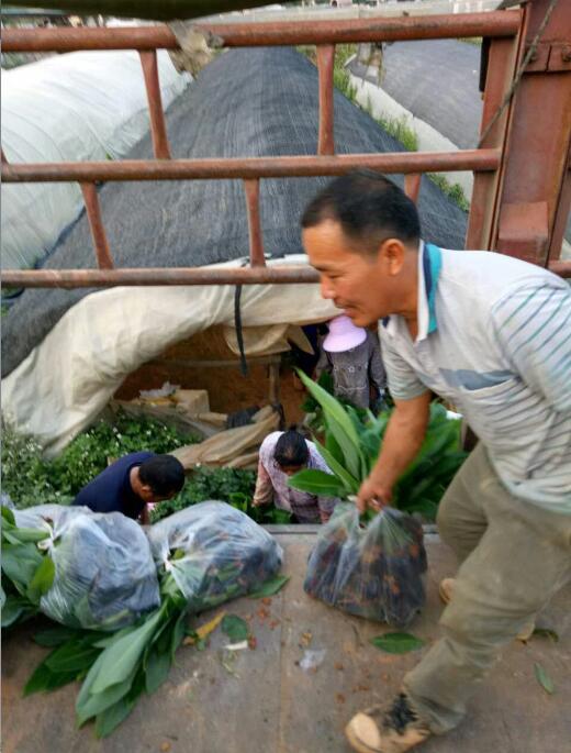 云南香蕉苗价格|”云南香蕉苗批发-|云南香蕉苗| 