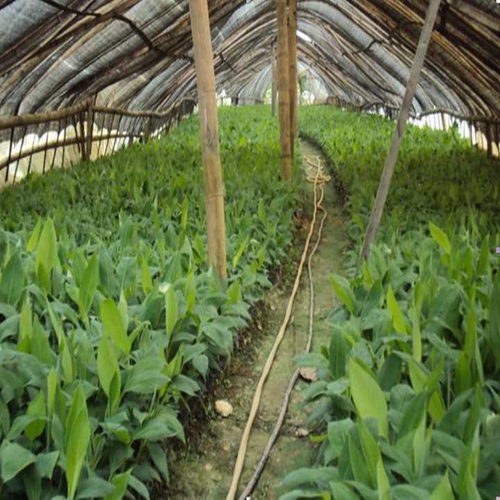 西贡蕉苗供应、西贡香蕉苗、西贡粉蕉苗 