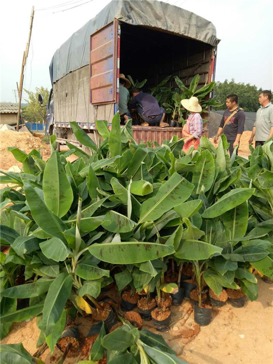 云南香蕉苗、云南皇帝蕉苗、云南巴西蕉苗价格 