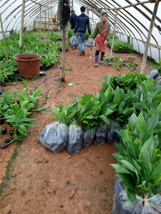 四川香蕉苗批发--四川香蕉苗木种植基地 