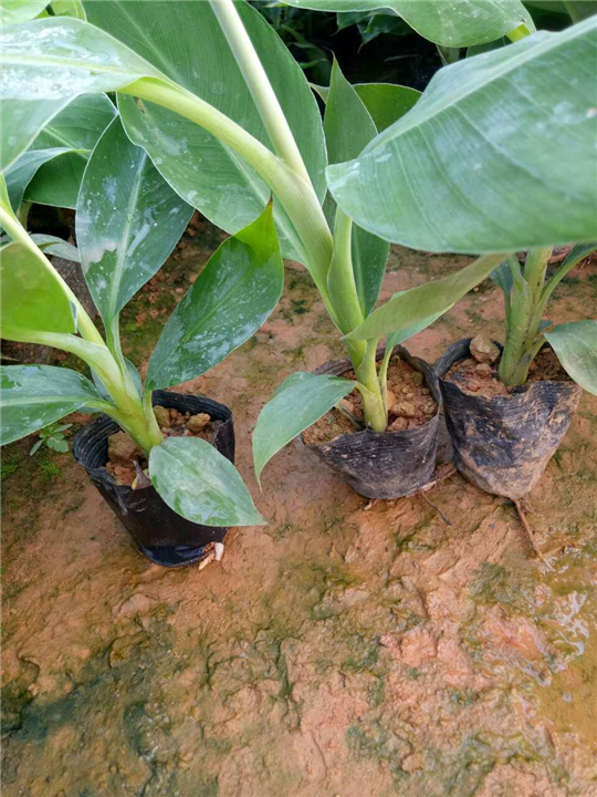 广东香蕉苗批发、广东香蕉苗基地 