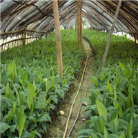 西贡蕉苗供应、西贡香蕉苗、西贡粉蕉苗 