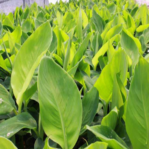 惠州香蕉苗培育技术、惠州香蕉苗 