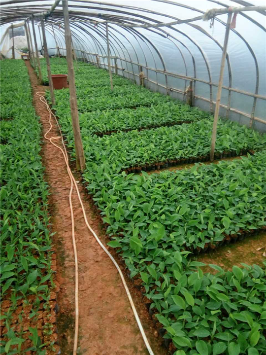 惠州脱毒香蕉苗、惠州香蕉种苗 