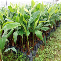 惠州香蕉苗批发、惠州香蕉苗基地 