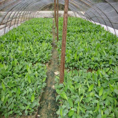 惠州香蕉苗大量供应、惠州西贡蕉苗 