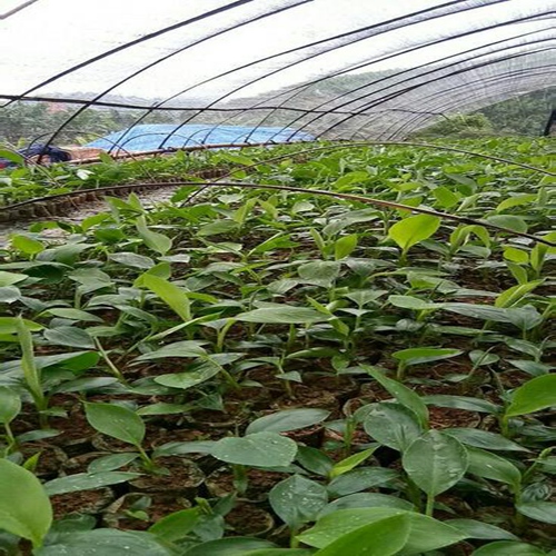 广东香蕉苗培育基地、惠州香蕉苗 