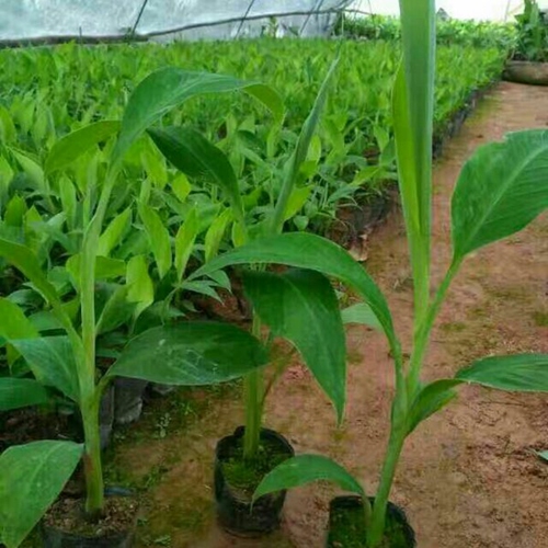 广东粉蕉苗|广东粉蕉苗价格|广东香蕉苗 