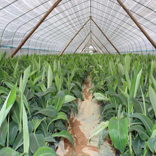 **供应威廉斯B6蕉苗！西贡蕉苗基地 